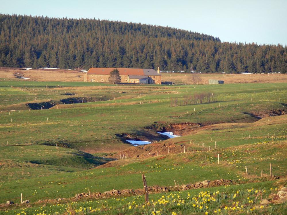Guide de la Haute-Loire - Paysages de la Haute-Loire - Parc Naturel Régional des Monts d'Ardèche - Massif du Mézenc : ferme entourée de pâturages, en lisière de forêt