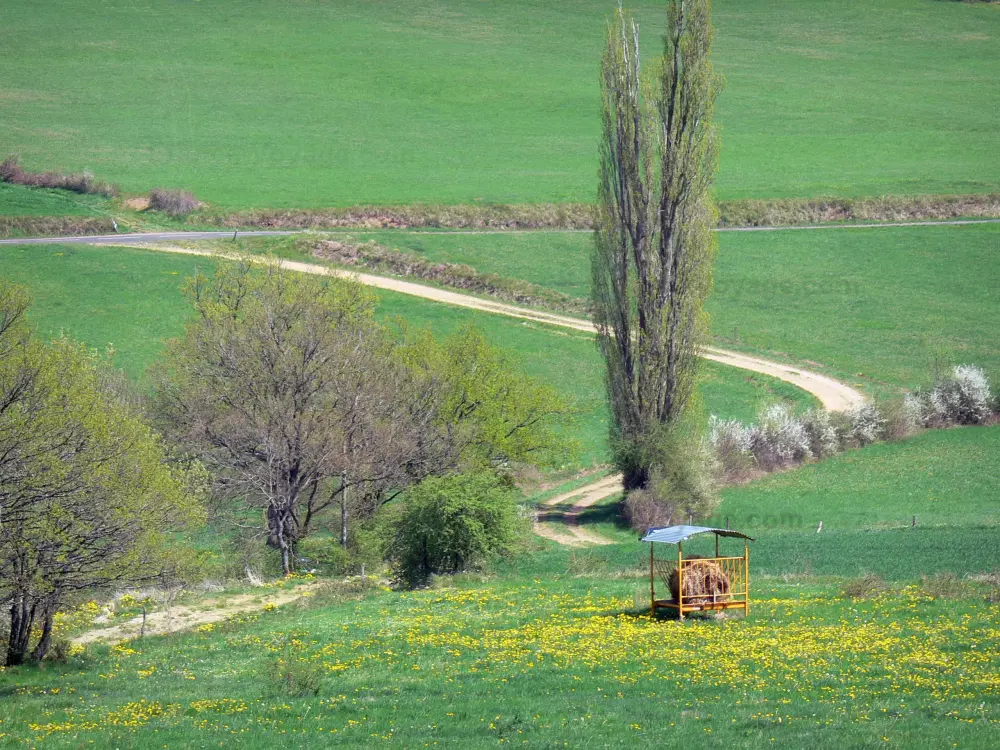 Guide of the Haute-Loire - Haute-Loire landscapes - Trees along a path surrounded by meadows