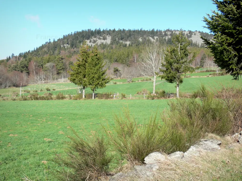 Guide of the Haute-Loire - Haute-Loire landscapes - Tree lined pastures