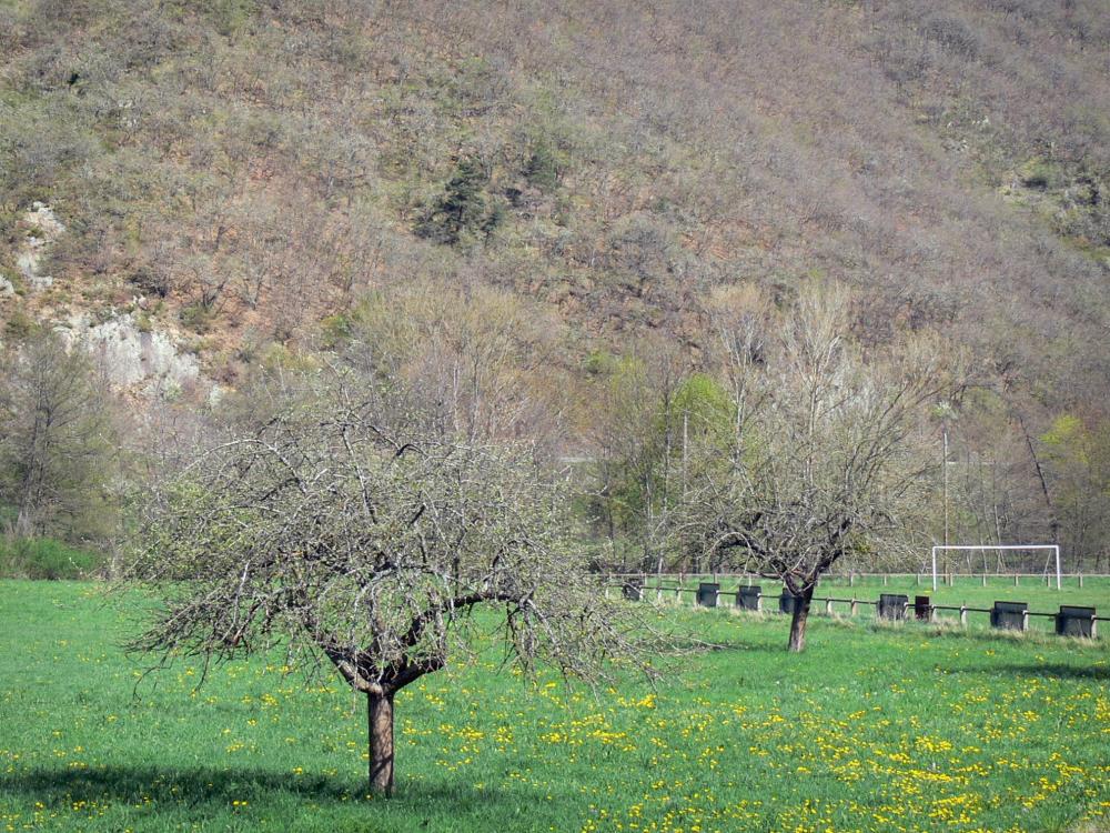 Guide de la Haute-Loire - Paysages de la Haute-Loire - Arbres dans une prairie en fleurs