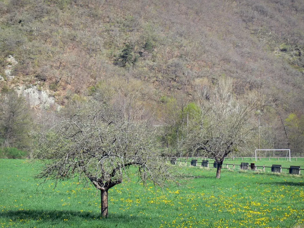 Guide of the Haute-Loire - Haute-Loire landscapes - Trees in a flowering meadow