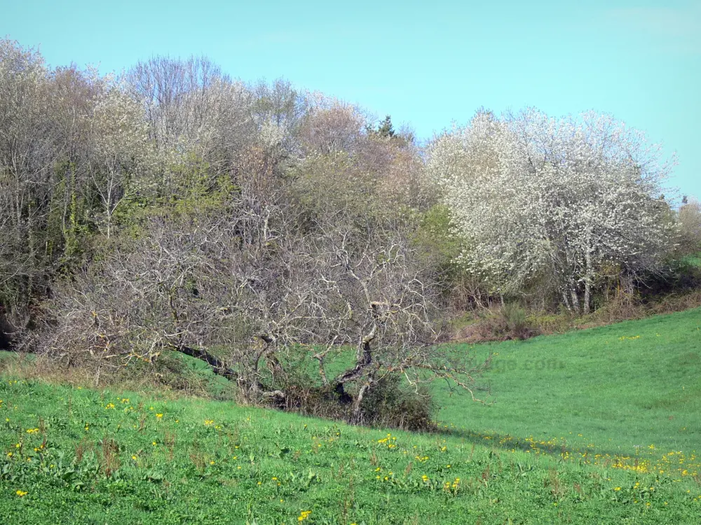 Guide of the Haute-Loire - Haute-Loire landscapes - Tree lined pasture