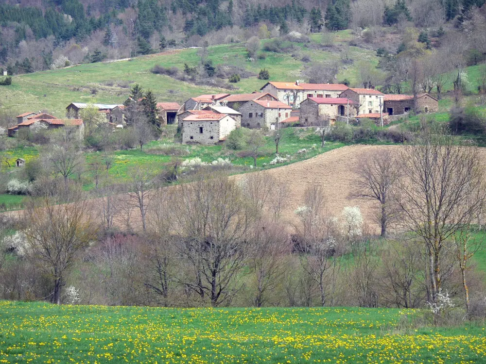 Guide of the Haute-Loire - Haute-Loire landscapes - Flowering meadow in the foreground, with a view of a hamlet surrounded by fields and pastures, on the edge of the forest