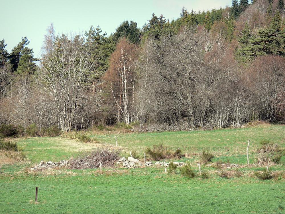 Guide de la Haute-Loire - Paysages de la Haute-Loire - Pâturages aux abords d'une forêt