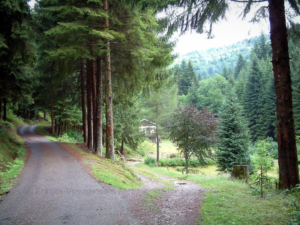 Guide de la Haute-Saône - Vosges Saônoises - Route étroite dans une forêt de sapins (Parc Naturel Régional des Ballons des Vosges)