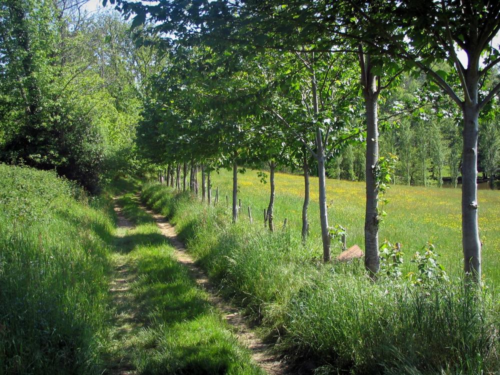 Guide de la Haute-Vienne - Parc Naturel Régional Périgord-Limousin - Chemin bordé d'arbres et prairie parsemée de fleurs sauvages