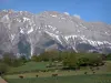 Hautes-Alpes的风景 - 母牛群在草甸，树和山的