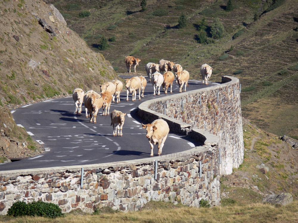 Guide des Hautes-Pyrénées - Paysages des Pyrénées - Troupeau de vaches sur la route qui mène au col du Lautaret
