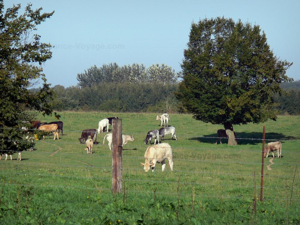 Guide des Hauts-de-France - Parc Naturel Régional de l'Avesnois - Troupeau de vaches dans un pâturage, clôture et arbres