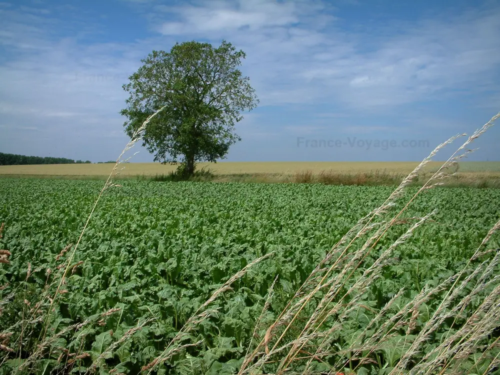 Guide of Hauts-de-France - Landscapes of Picardy - Ears and harvest fields with a tree