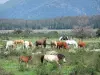 Guia do Hérault - Paisagens do Languedoc - Parque Natural Regional de Haut-Languedoc: cavalos e vacas em um prado, árvores