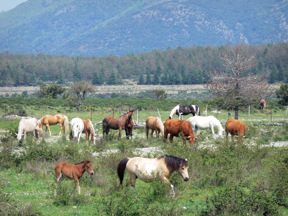 Guide de l'Hérault - Paysages du Languedoc - Parc Naturel Régional du Haut-Languedoc : chevaux et vaches dans une prairie, arbres