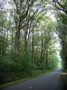 Het bos van Chandelais - De met bomen omzoomde weg