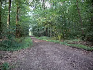 Het bos van Chandelais - De met bomen omzoomde weg