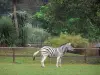 Het kasteel van Bourbansais - Bourbansais zoo (dierentuin): zebra