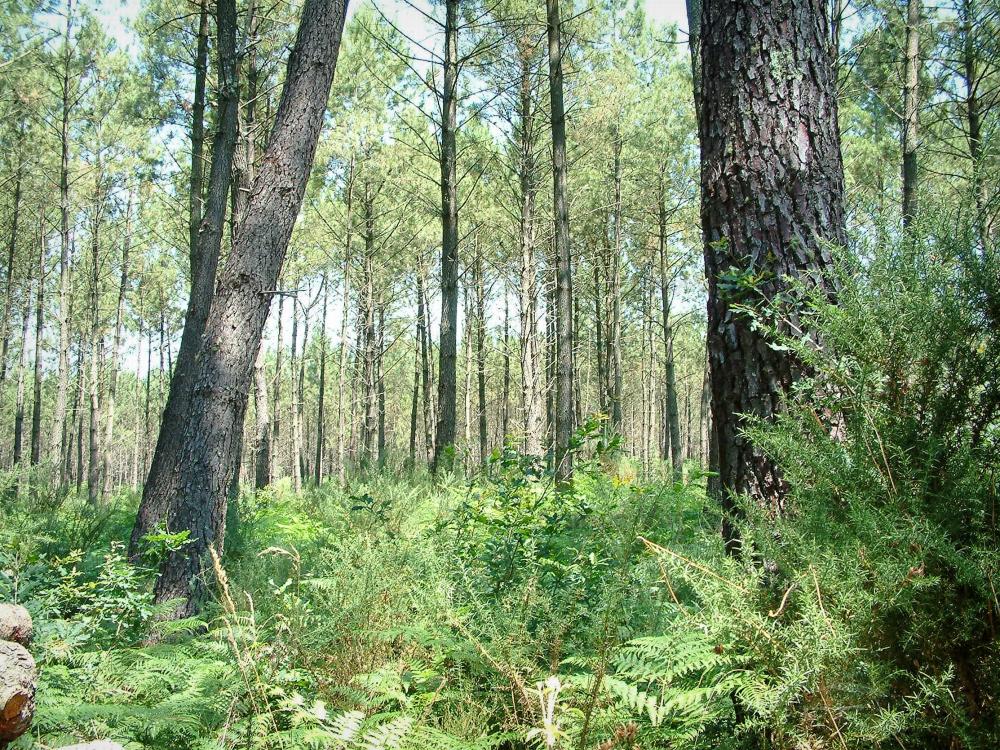 Het regionaal Natuurpark Les Landes de Gascogne - Regionaal Natuurpark Les Landes de Gascogne: Ondergroei van een dennenbos