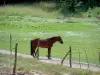 Hippisme - Cheval dans une prairie clôturée