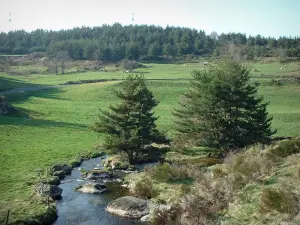Hochebene des Vivarais-Lignon - Bach gesäumt von Bäumen und Weiden, am Waldrand