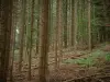 Le Hohwald - Alberi in una foresta