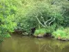 Huchet river - Huchet National Nature Reserve: trees along the river