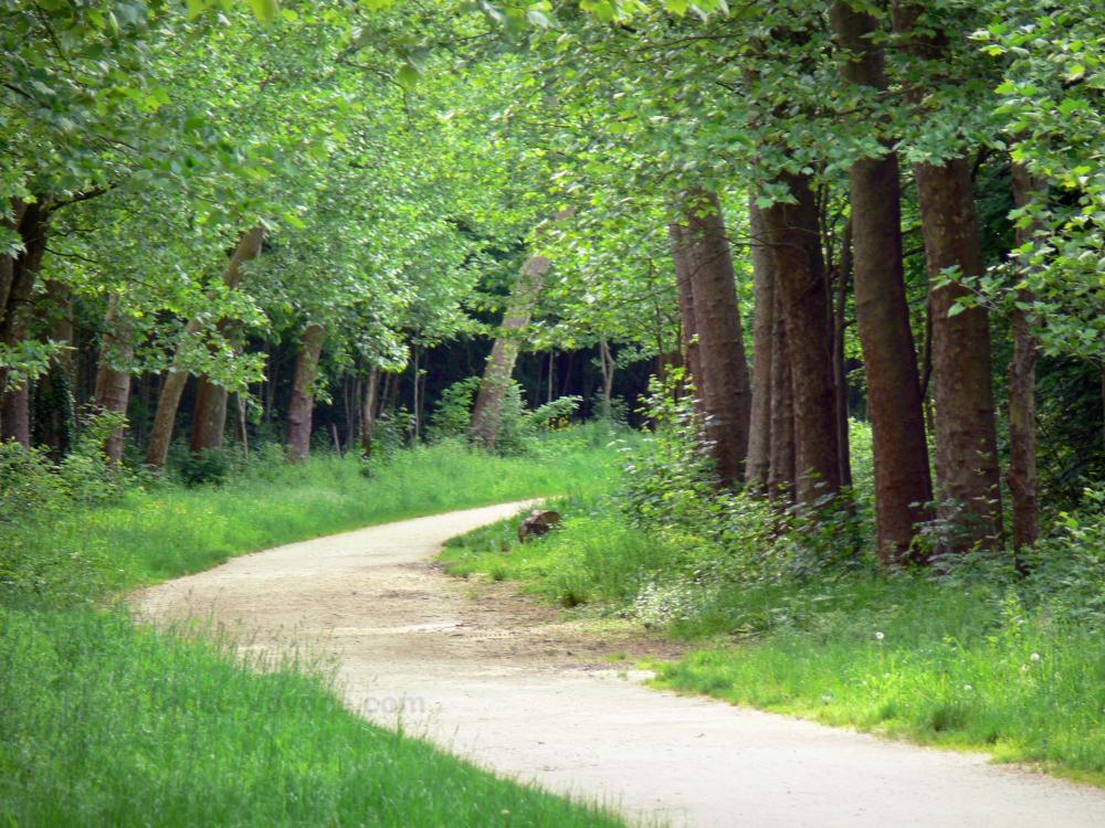 Guide d'Ile-de-France - Bois de Vincennes - Petit chemin bordé d'arbres