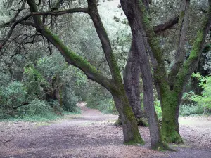 Île de Noirmoutier - Bois de la Chaise : arbres