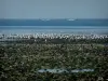 Île de Ré - Pebbles, zeevogels en
