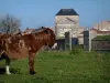 Île de Ré - Saint Martin de Re: Poitou ezels (ezels), draagt ​​Campani en vestingwerken van de stad