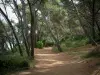 Îles de Lérins - Île Sainte-Marguerite : chemin (sentier) dans la forêt de pins
