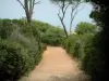 Îles de Lérins - Île Sainte-Marguerite : chemin (sentier) bordé de végétation méditerranéenne