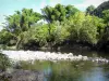 Îlet Bethléem - Marsopas río con árboles