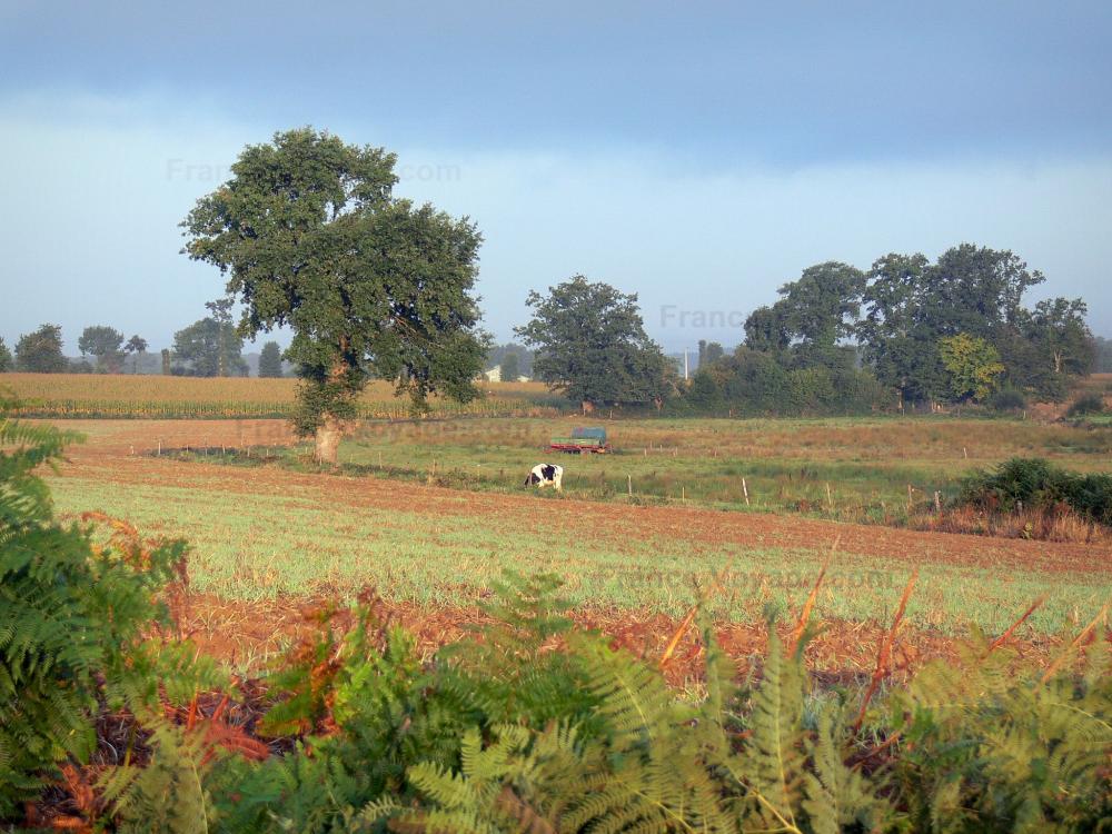 Guide de l'Ille-et-Vilaine - Paysages de Bretagne intérieure - Fougères (plantes) en premier plan, champs et arbres