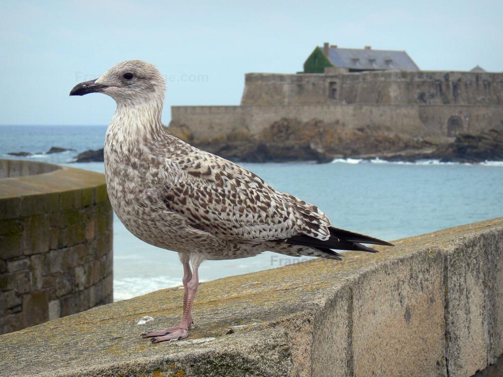 Guide de l'Ille-et-Vilaine - Paysages du littoral de Bretagne - Côte d'Émeraude : mouette, mer et fort National (bastion) en arrière-plan, à Saint-Malo