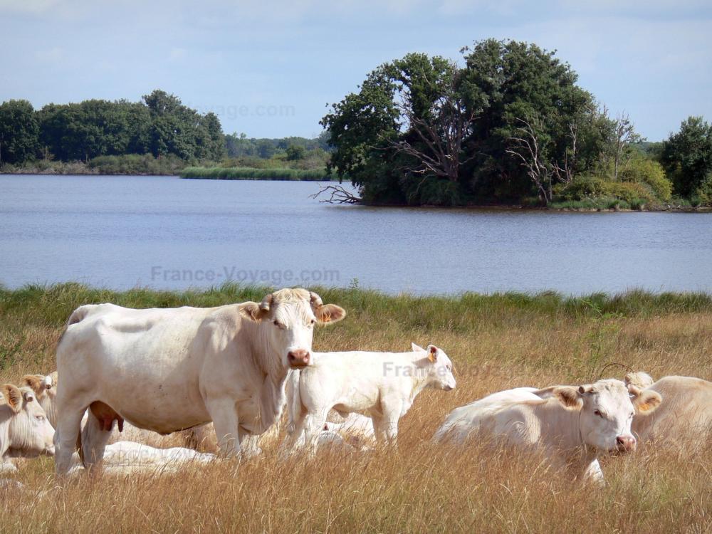Guide de l'Indre - Parc Naturel Régional de la Brenne - Vaches au bord de l'étang du Blizon