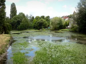 Indre valley - Châteauroux: Indre river and its banks planted with trees