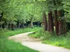 Guía de Isla de Francia - Bosque de Vincennes - Una pequeña carretera bordeada de árboles