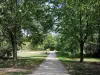 Isla de los impresionistas - Caminar por un sendero entre los árboles.