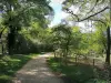 Isla de los impresionistas - Camino bordeado de árboles apto para caminar