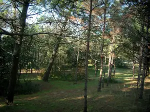 Isla de Ré - Los árboles de la camisa del Kit de la madera