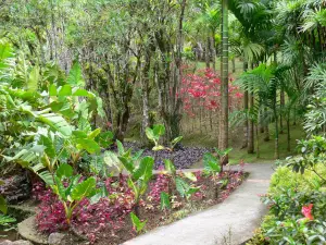 Jardín del Balata - Flora tropical del Jardín Botánico