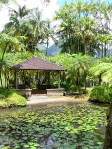 Jardín del Balata - Hut en el borde de los estanques de peces y palmeras del Jardín Botánico