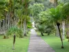 Jardin de Balata - Allée royale bordée de palmiers