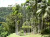 Jardin de Balata - Vue sur la mare des palmiers royaux dans un cadre verdoyant
