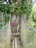 Jardin de Balata - Découverte de la canopée : balade dans les arbres sur des ponts suspendus