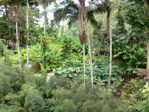 Jardín del Balata - Flora tropical del Jardín Botánico