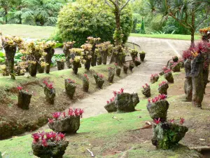 Jardín del Balata - Bromelias El jardín de la alegría