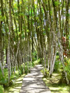 Jardín del Balata - Dé un paseo en la palma