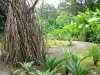 Jardin de Balata - Promenade dans le jardin tropical