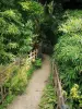 Jardín del museo departamental Albert-Kahn - Caminar a través de los bambúes