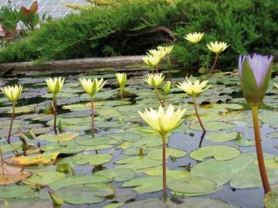 El jardín de los nenúfares - Guía turismo y vacaciones